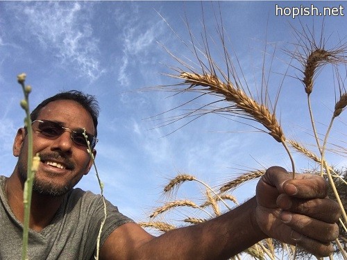 من مراحل الحصاد لعام 1437هـ.