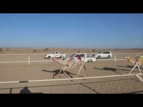 الشوط الثاني بكار  ٣كم ونوف تنتزع المركز الاول / سعيد مسلم الحبيشي ( ابو فادي )